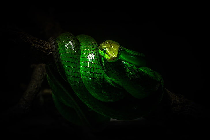 mainan plastik hijau dan hitam, alam, ular, reptil, margasatwa, lampu, fotografi, cabang, hijau, Wallpaper HD