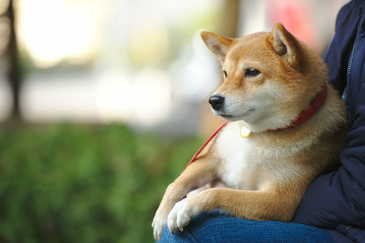 dog with red leash on person's lap, Momo, red, leash, person, lap  Dog, Shiba Inu, dog, pets, animal, outdoors, cute, purebred Dog, canine, puppy, friendship, HD wallpaper