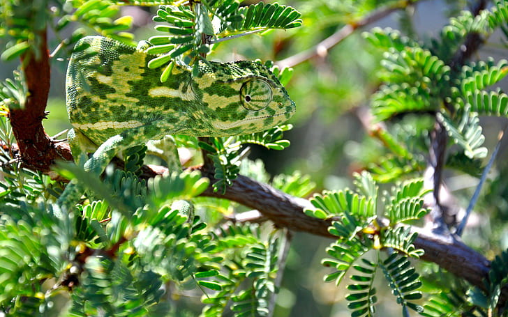 nature, chameleons, animals, dappled sunlight, green, branch, leaves, HD wallpaper