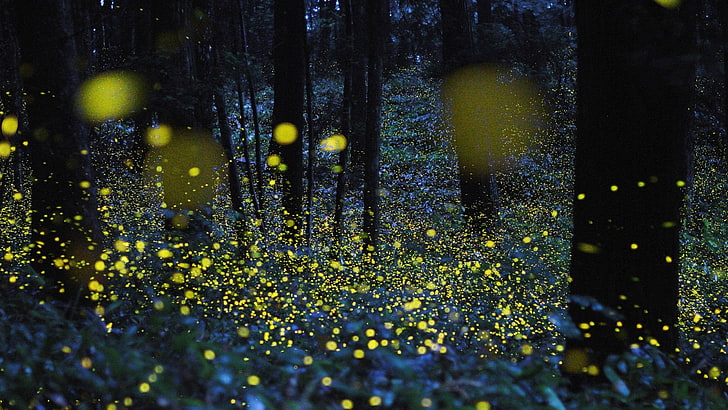 bunte abstrakte Malerei, Glühwürmchen im Wald, Glühwürmchen, Bokeh, Nacht, Bäume, glühend, Natur, Lichter, HD-Hintergrundbild