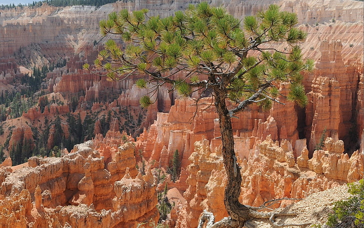 alam, lanskap, batu, pohon, Taman Nasional Bryce Canyon, Wallpaper HD