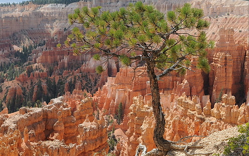 nature, paysage, rocher, arbres, Parc national de Bryce Canyon, Fond d'écran HD HD wallpaper