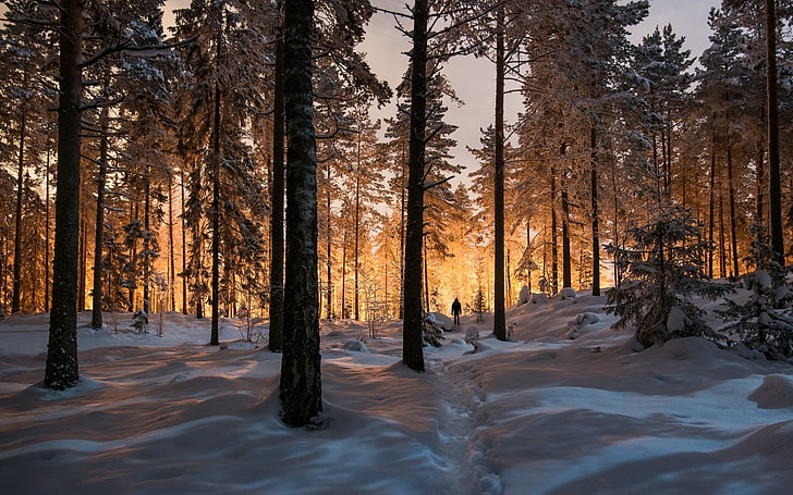 pinos de hoja verde, paisaje, naturaleza, invierno, bosque, luz solar, árboles, nieve, frío, Fondo de pantalla HD