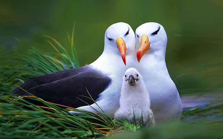 two albatross and chick, BACKGROUND, GRASS, FAMILY, TRIO, SOCKET, BIRDS, CHICK, GREEN, HD wallpaper