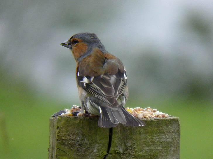 Chipping Sparrow, chaffinch, chaffinch, macho, chaffinch, Chipping Sparrow, Yorkshire, pájaro, valla, animal, naturaleza, vida silvestre, al aire libre, pico, un animal, Fondo de pantalla HD