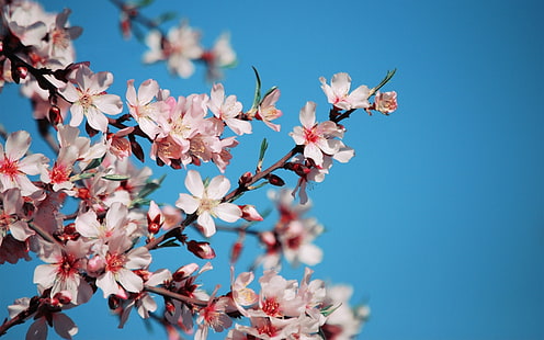 Fioritura di fiori di ciliegio rosa, petali, ramoscelli, primavera, rosa, ciliegia, fiori, fioritura, petali, ramoscelli, primavera, Sfondo HD HD wallpaper