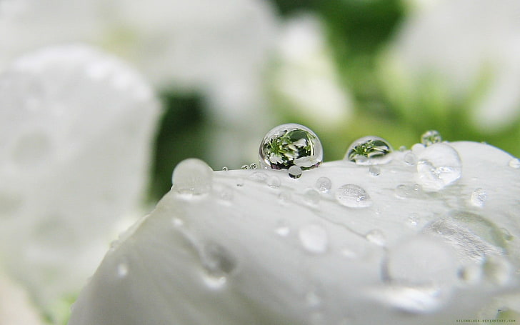 fiore bianco, profondità di campo, gocce d'acqua, primo piano, macro, Sfondo HD
