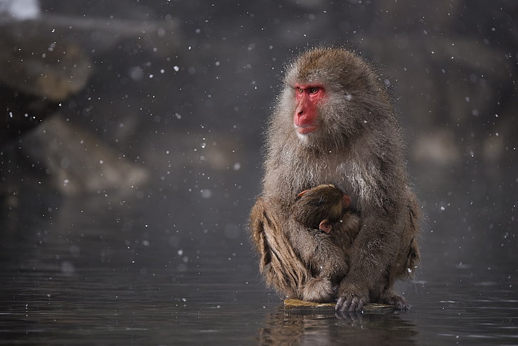 japansk makak, HD tapet