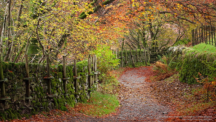 Woodland Near Grasmere, Lake District, Cumbria, England, Fall, HD wallpaper
