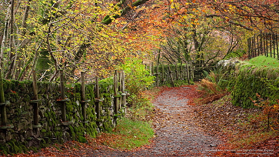 Skogsmark nära Grasmere, Lake District, Cumbria, England, höst, HD tapet HD wallpaper