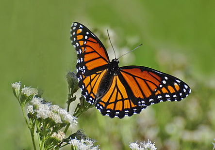 Wicekról motyl na białym kwiecie, wicekról motyl, biały kwiat, motyle, kwiaty, natura, owad, makro, Oxford Michigan, motyl - owad, zwierzę skrzydło, zwierzę, piękno przyrody, kwiat, lato, zbliżenie, wielobarwny, dzika przyroda, Tapety HD HD wallpaper