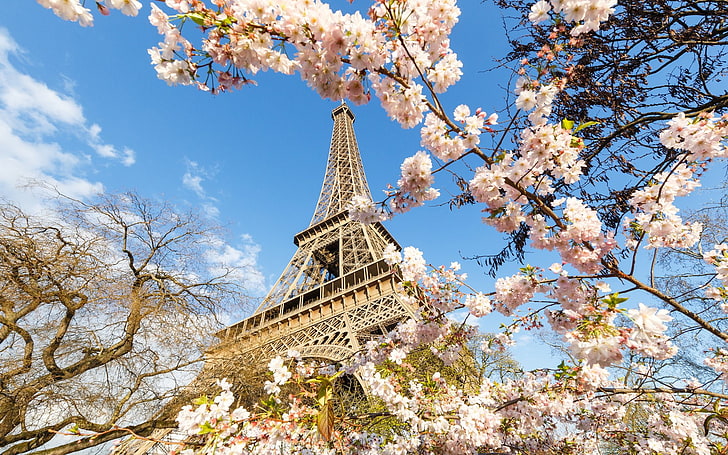 อนุสาวรีย์, หอไอเฟล, ดอก, ฝรั่งเศส, มนุษย์สร้างขึ้น, อนุสาวรีย์, ปารีส, ดอกไม้สีชมพู, ฤดูใบไม้ผลิ, วอลล์เปเปอร์ HD