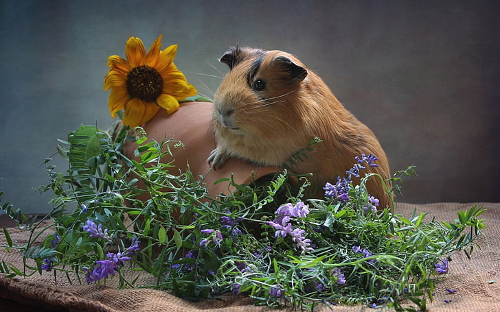brown Guinea pig, guinea pig, pitcher, flowers, rodent, HD wallpaper