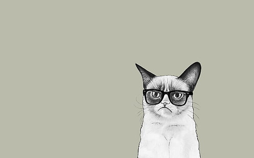 illustration de chat grincheux, minimalisme, Fond d'écran HD HD wallpaper