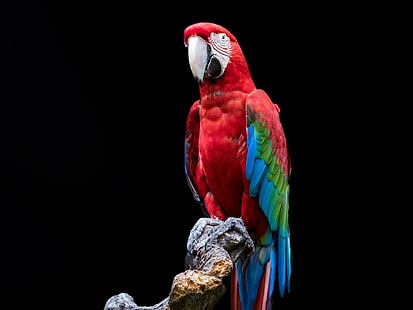 Oiseaux, Ara rouge et vert, Oiseau, Ara, Perroquet, Portrait, Fond d'écran HD HD wallpaper