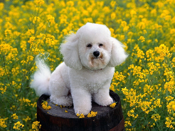 взрослая белая бишон фризе, собака, трава, цветы, пудель, HD обои