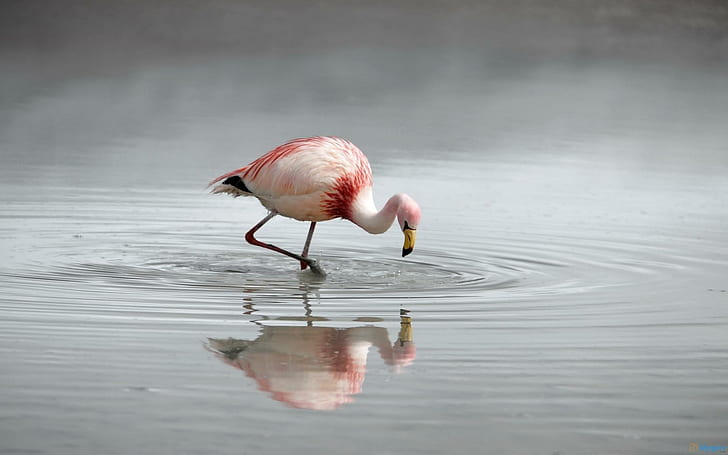 Flamingo Yang Indah Di Air, air, burung, hewan, flamingo, merah muda, Wallpaper HD