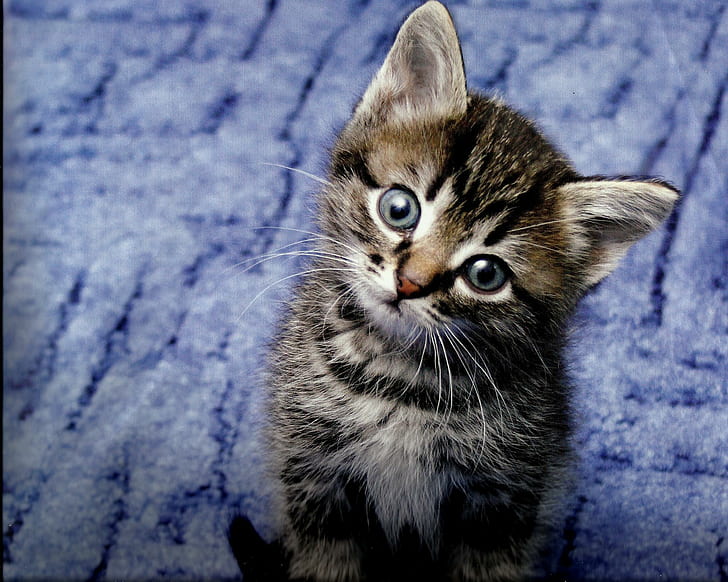 Tabby Kitten, feline, paws, felin, kitten, cute, tabby, animals, HD wallpaper