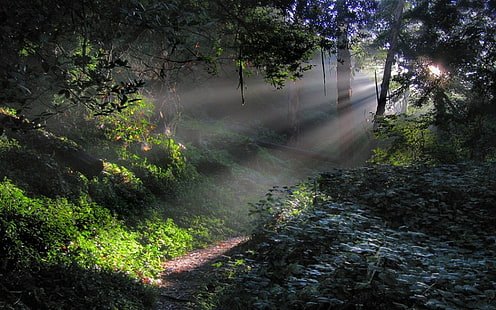 ธรรมชาติ, ภูมิทัศน์, ป่า, แสงแดด, หมอก, เส้นทาง, ต้นไม้, พุ่มไม้, ตอนเช้า, แสงแดด, สีเขียว, วอลล์เปเปอร์ HD HD wallpaper