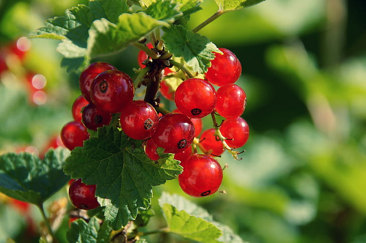 currant, branch, berry, HD wallpaper