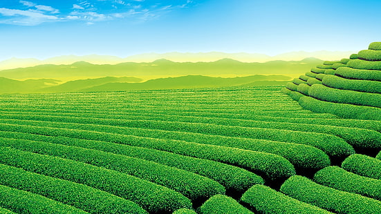 Зеленая чайная плантация-декорации HD обои для рабочего стола, зеленые растения поля обои, HD обои HD wallpaper