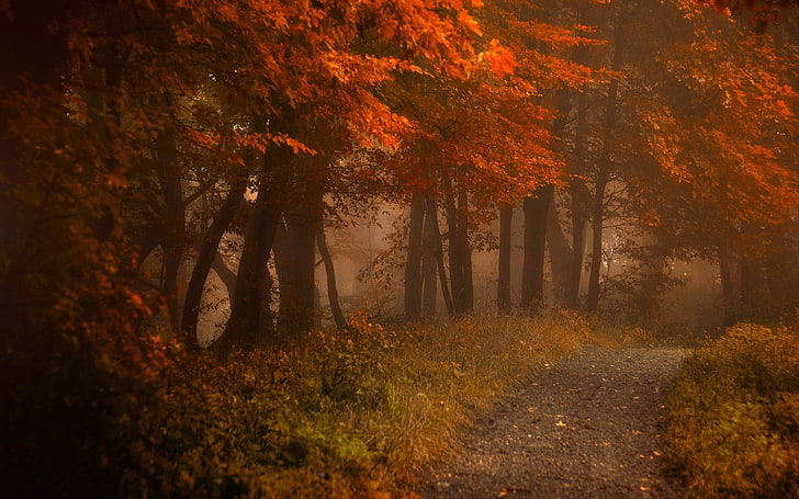червенолистни дървета, празен път близо до цъфтящо дърво, пътека, мъгла, падане, природа, гора, листа, пейзаж, сутрин, храсти, атмосфера, HD тапет