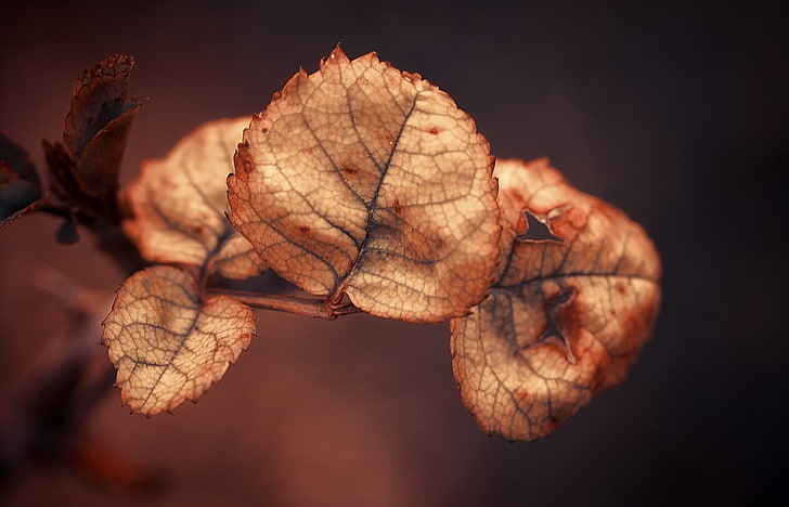 foglia secca marrone, ramo, vicino, foglie, secco, sfondo, Sfondo HD