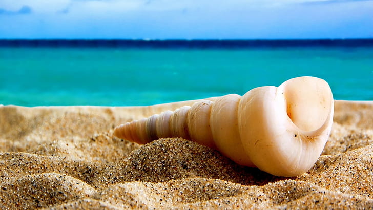 Shell on the beach, Shell, Beach, HD wallpaper