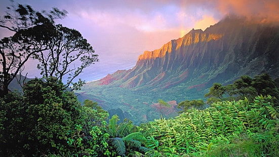 절벽, 숲, 하와이, 산, 풍경, 섬, HD 배경 화면 HD wallpaper