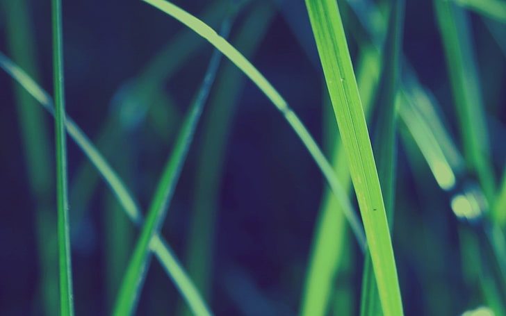 фотография със селективен фокус на зелена трева, трева, природа, дълбочина на рязкост, макро, растения, HD тапет
