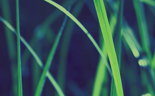 التصوير البؤري الانتقائي للعشب الأخضر ، العشب ، الطبيعة ، عمق المجال ، الماكرو ، النباتات، خلفية HD HD wallpaper