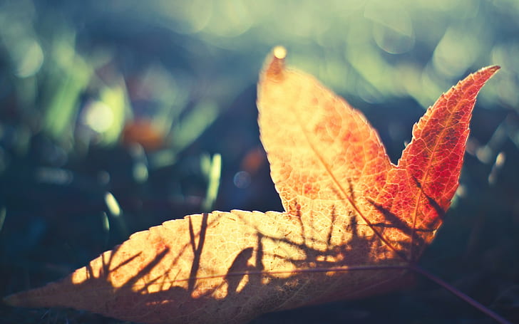 alam, daun, gugur, daun merah, sinar matahari, Wallpaper HD