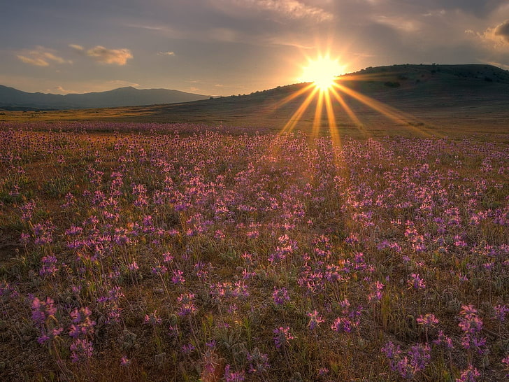 purple flower field, field, the sun, flowers, hills, HD wallpaper