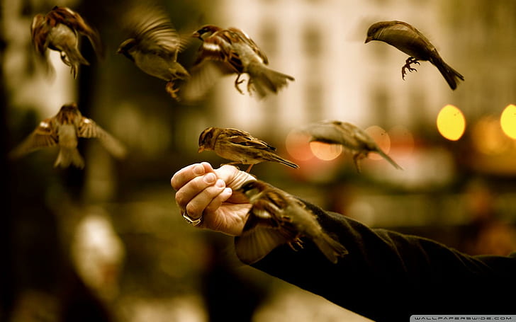 Feeding Sparrows, hand, flock, moment, sparrows, feeding, feathers, birds, photography, animals, wings, human, HD wallpaper