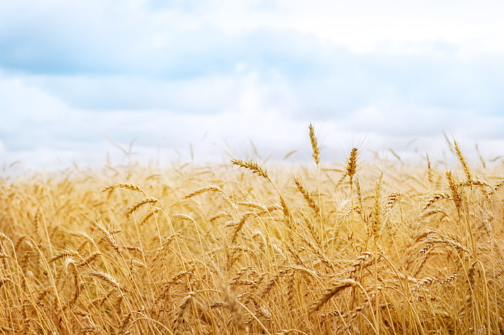 поле пшеницы, пшеница, урожай, колоски, колосья, колос, поле природы, HD обои