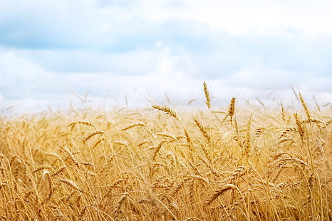campo di grano, grano, raccolta, spighette, spighe, punta, campo naturale, Sfondo HD HD wallpaper