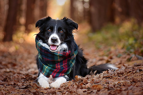 осень, взгляд, листья, деревья, природа, животное, собака, шарф, аллея, бордер-колли, HD обои HD wallpaper