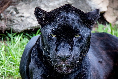 Katter, Black Panther, Big Cat, Jaguar, Wildlife, rovdjur (djur), HD tapet HD wallpaper