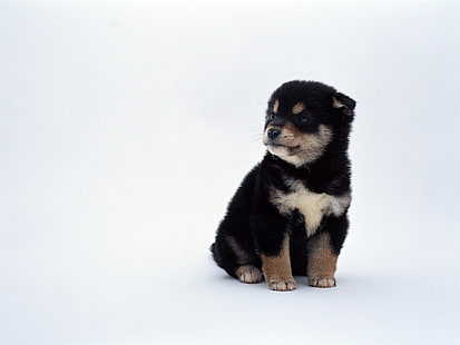 สัตว์สุนัขลูกสุนัขชิบะอินุ, วอลล์เปเปอร์ HD HD wallpaper