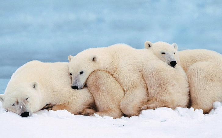 три бели полярни мечки, полярни мечки, семейство, дете, сън, HD тапет