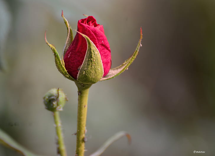 фотография на селективен фокус на пъпка на розова роза, чистота, селективен фокус, фотография, розова роза, цветове, ярки, творчески, живот, емоции, природа, растение, червено, едър план, цвете, листо, венчелистче, HD тапет