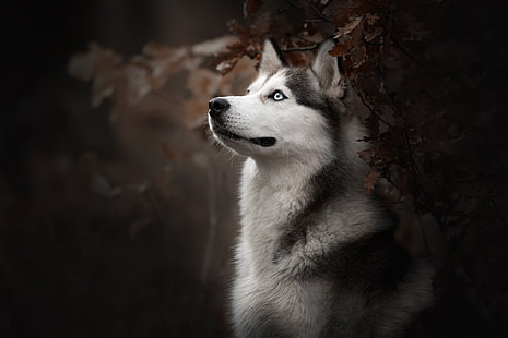 wajah, potret, anjing, bokeh, Husky, Wallpaper HD HD wallpaper