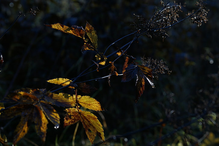pittura dell'uccello nero e giallo, natura, piante, ottobre, caduta, Sfondo HD