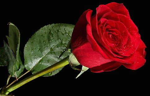 rosa rossa, rosa, fiore, rosso, sfondo nero, Sfondo HD HD wallpaper