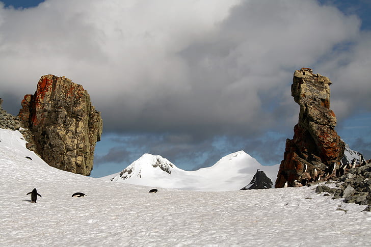 three Penguins walking towards rocks during daytime, Picture, Penguins, rocks, daytime, Antarctica, mountain, snow, nature, mountain Peak, rock - Object, landscape, outdoors, scenics, ice, winter, sky, HD wallpaper