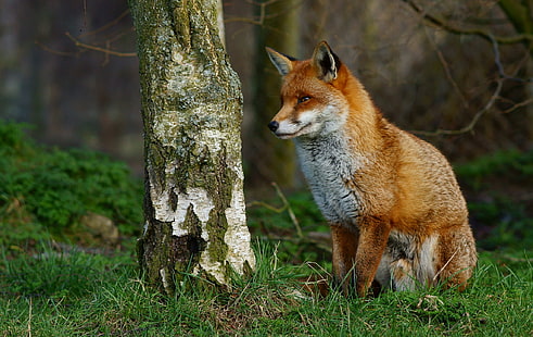 ภาพถ่ายระยะใกล้ของสุนัขจิ้งจอกสีน้ำตาล On Guard ระยะใกล้ภาพถ่ายสีน้ำตาลศูนย์สัตว์ป่าอังกฤษ Newchapel Surrey สุนัขสุนัขจิ้งจอก Vulpes การตัดแต่งสัตว์จิ้งจอกแดงสัตว์ป่าธรรมชาติสัตว์ในป่าสัตว์เลี้ยงลูกด้วยนมป่าสัตว์กินเนื้อ การล่าสัตว์, วอลล์เปเปอร์ HD HD wallpaper