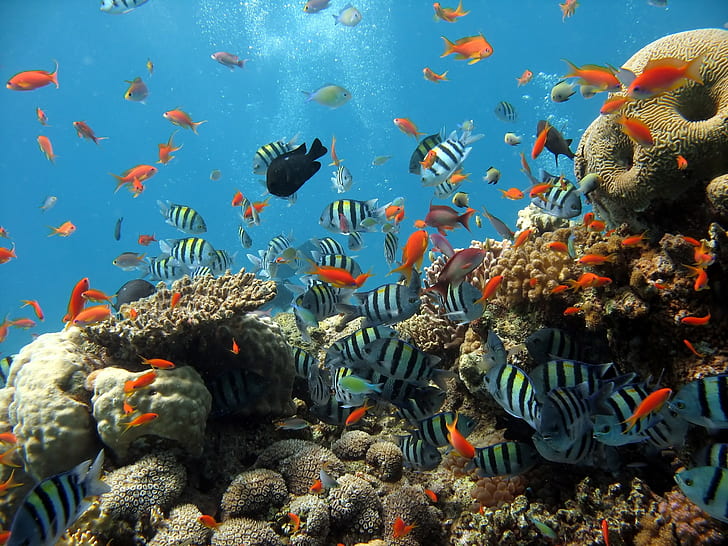 Fisch, unter Wasser, HD-Hintergrundbild