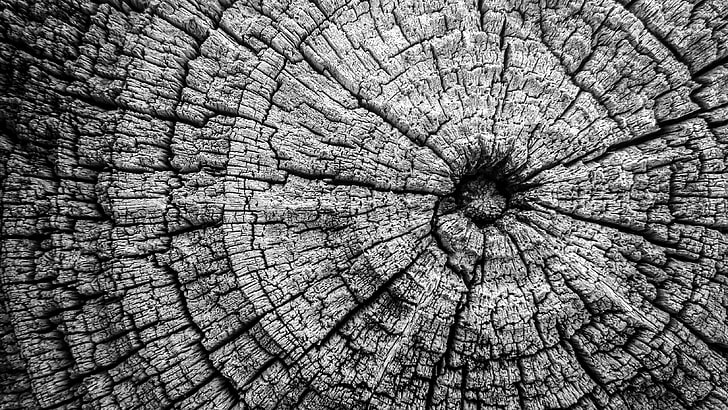 black and white, felled tree trunk, tree rings, tree trunk, HD wallpaper