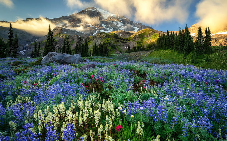 горы, Вашингтон, Маунт-Рейнир, полевые цветы, HD обои
