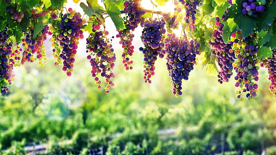 виноградная лоза, 8k, природа, беседка, 8k uhd, флора, растение, виноград, солнечный свет, осень, сельское хозяйство, HD обои HD wallpaper